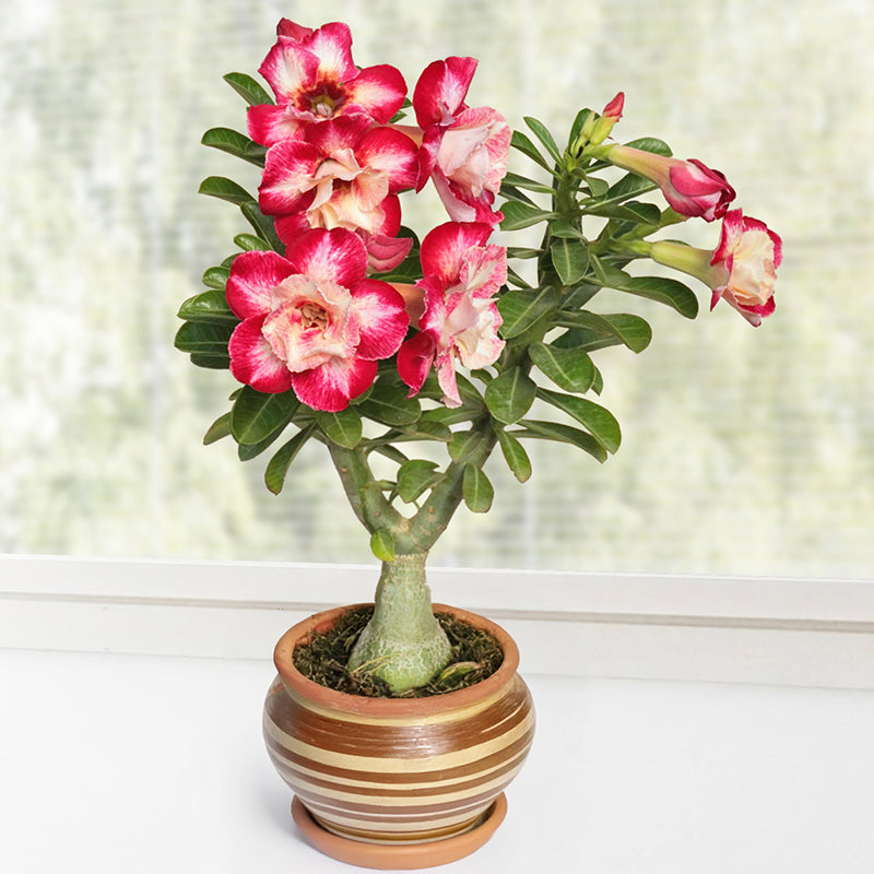 How to Care For a Desert Rose (Adenium)