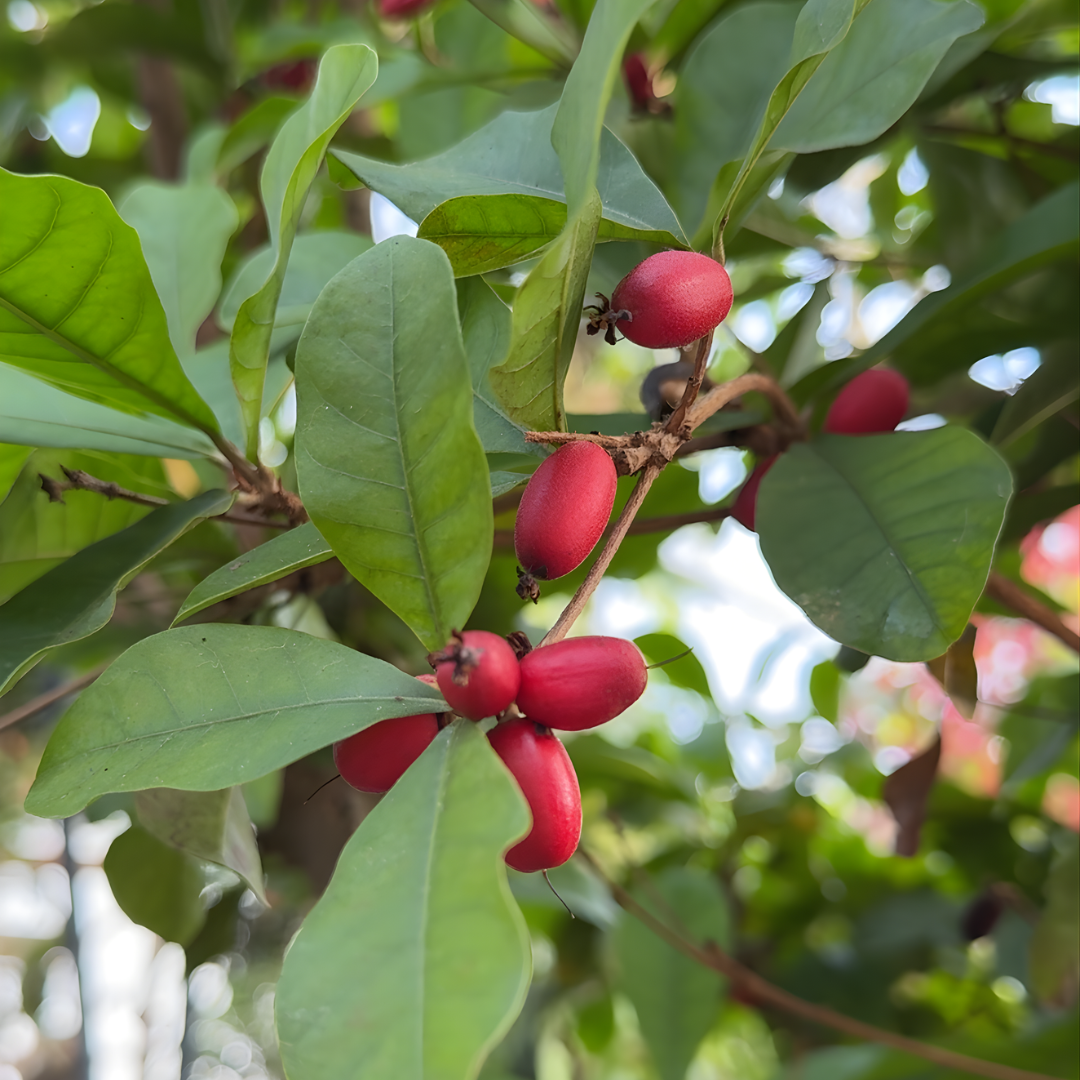 Miracle Berry: The Strange, Fascinating History of a Fruit That Changes How You Taste the World