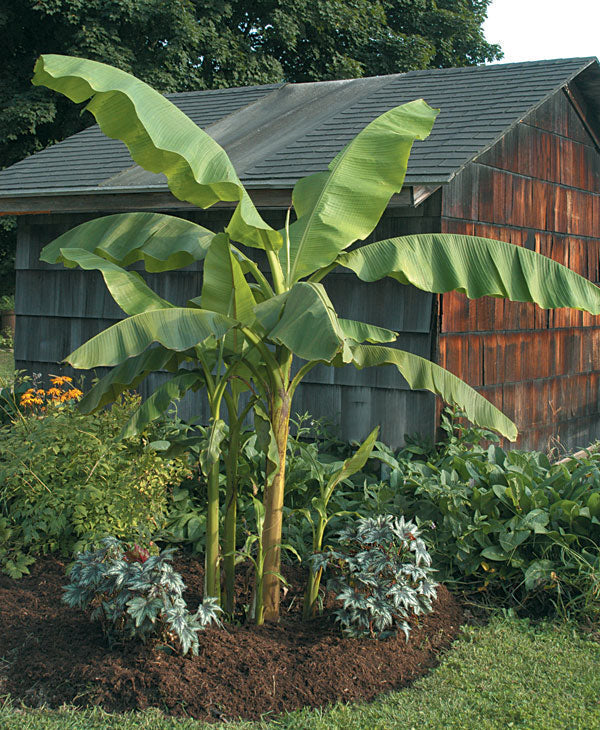 How to Put Hardy Banana (Musa basjoo) to Bed for the Winter