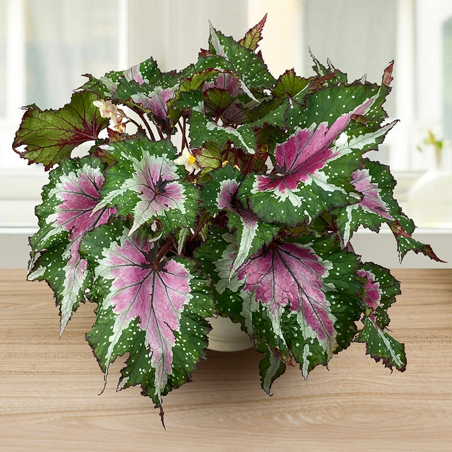 What Do Rex Begonias Need to Thrive? Growing Conditions and Propagation Guide