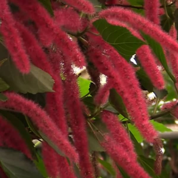 How to Grow Chenille Plant - A Dazzling Everbloomer!