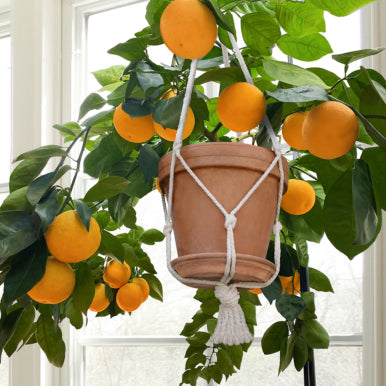 Coffee, Tea & Other Beverage Plants: 16 Plants to Make Your Own Delicious Drinks at Home