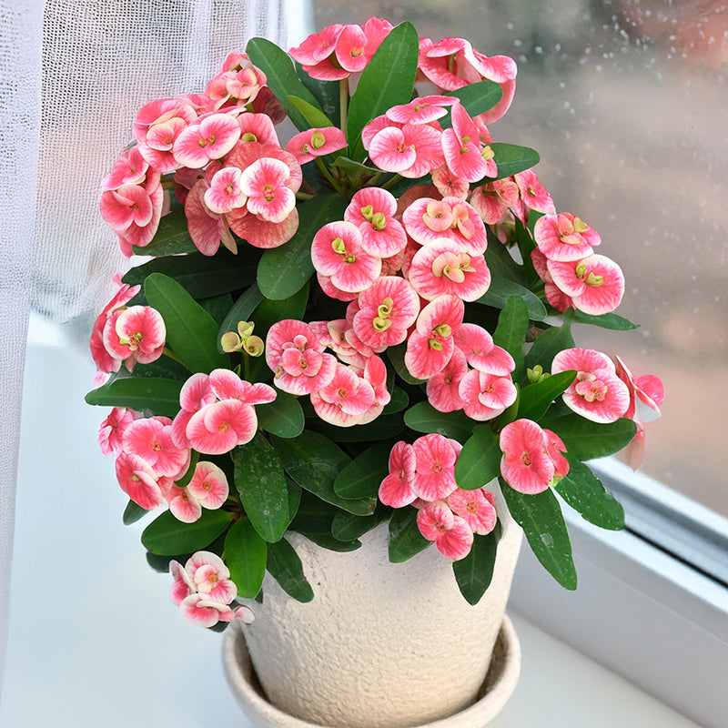 How to Grow Crown of Thorns (Euphorbia Hybrids)