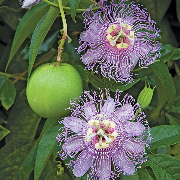 Growing the Hardy Maypop Passion Flower