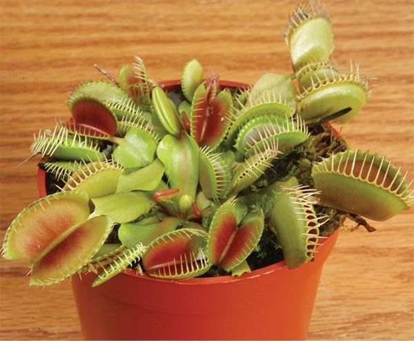 4 Popular Carnivorous Plants - Amazing Plants That Eat Insects!