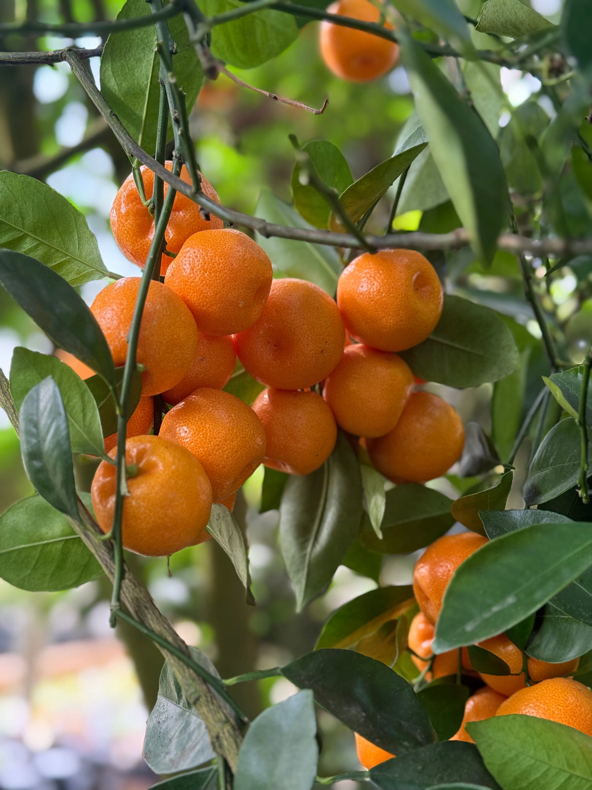 Citrus Trees & Plants