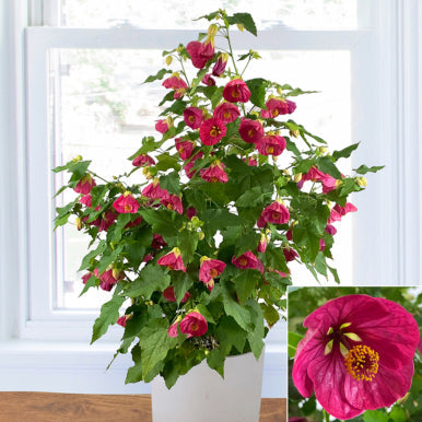 Everblooming Plants