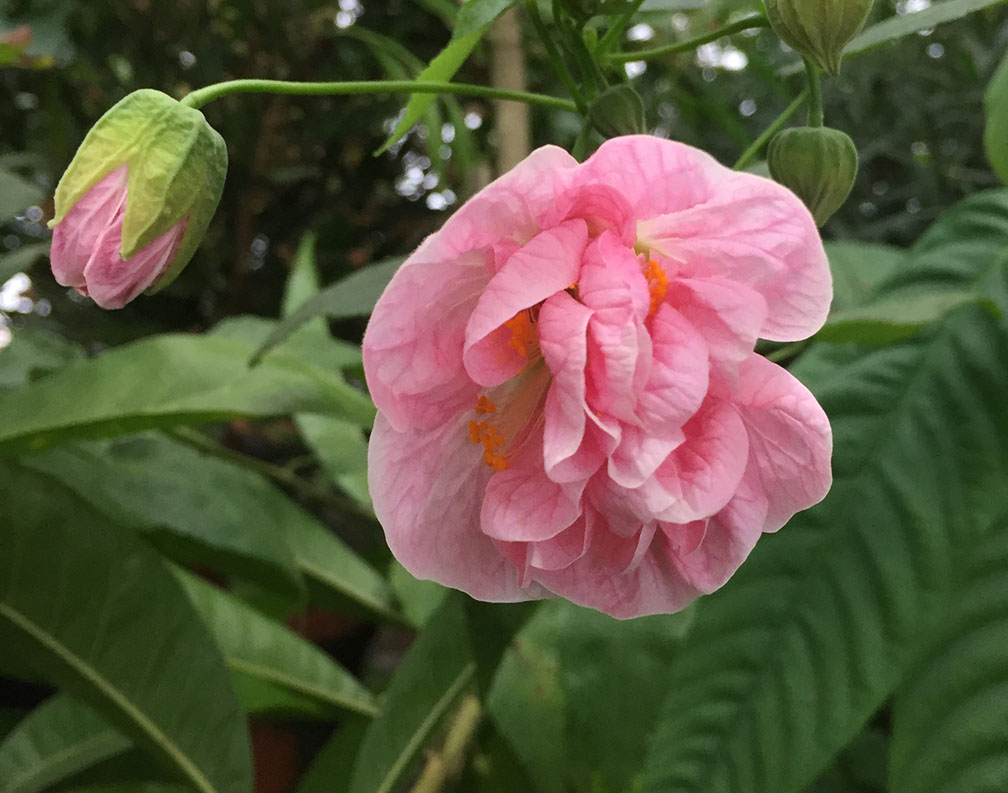Spring Blooming Plants