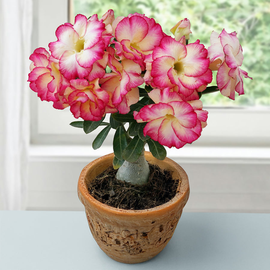 Intermittent Blooming Plants