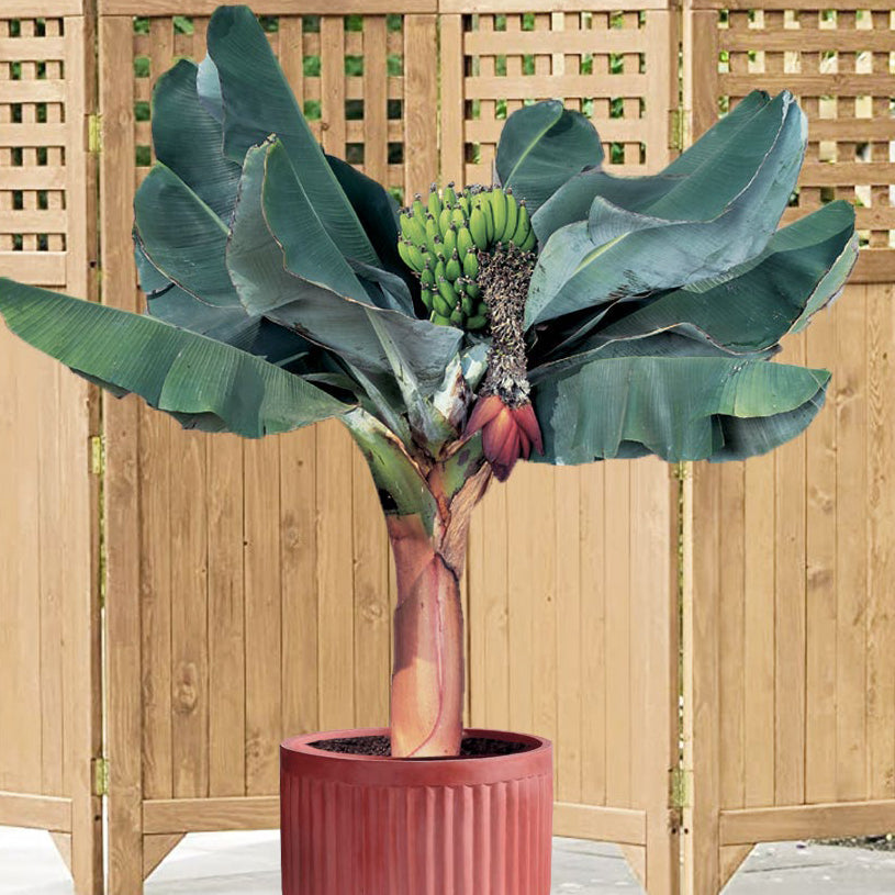 Tropical Fruiting Plants