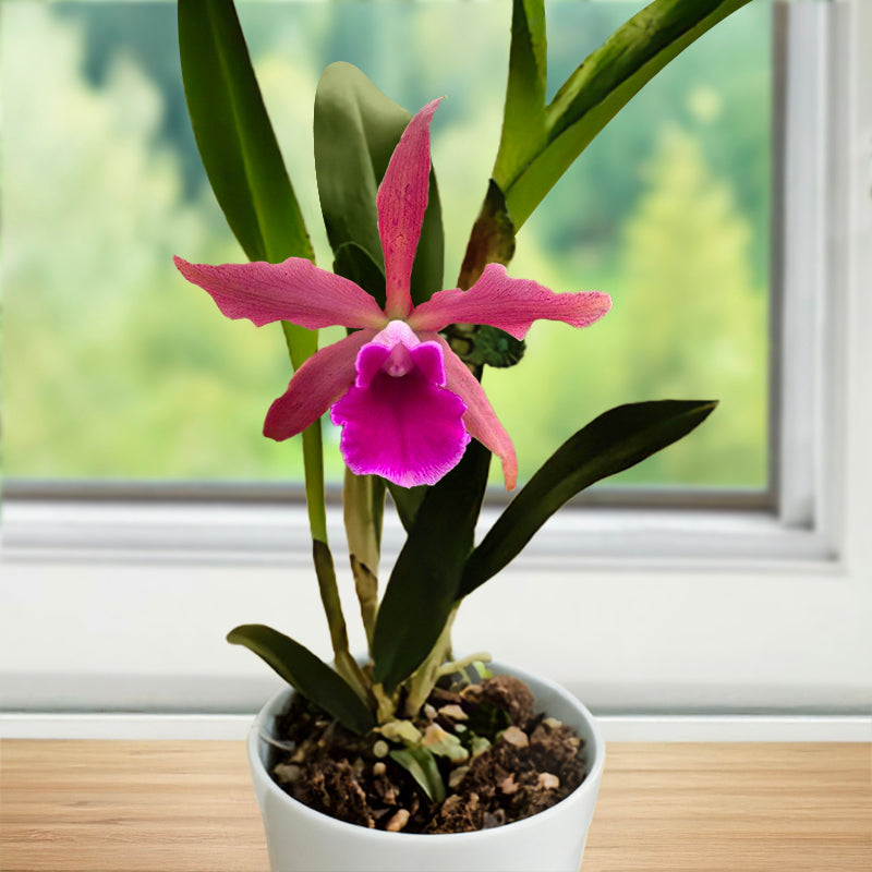 Fall Blooming Plants
