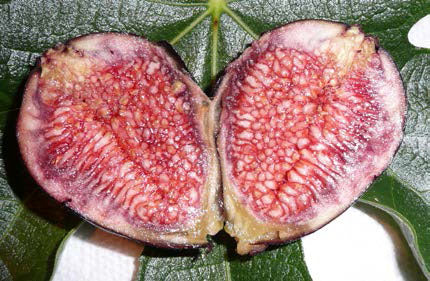 Edible Figs