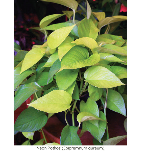 Pothos Plants