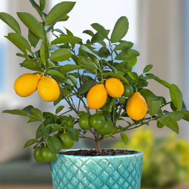 Fruiting Container Plants