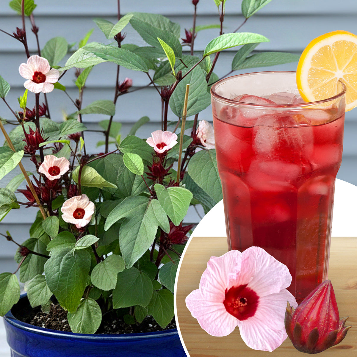 Beverage Botanicals