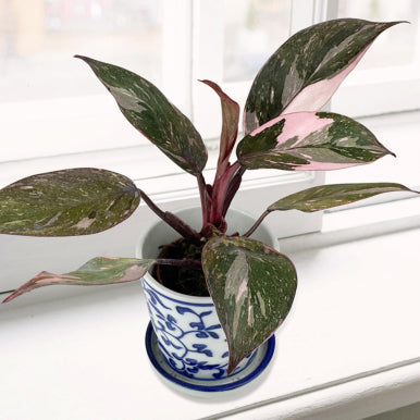 Easy-to-Grow Plants