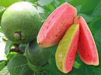 Guava