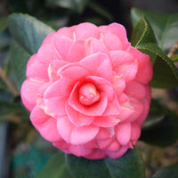 Camellia
