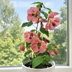 Abutilon Candy Cane plant for sale