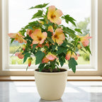 Abutilon Tiger Lily plant for sale
