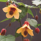 Abutilon ‘Star Sprite’