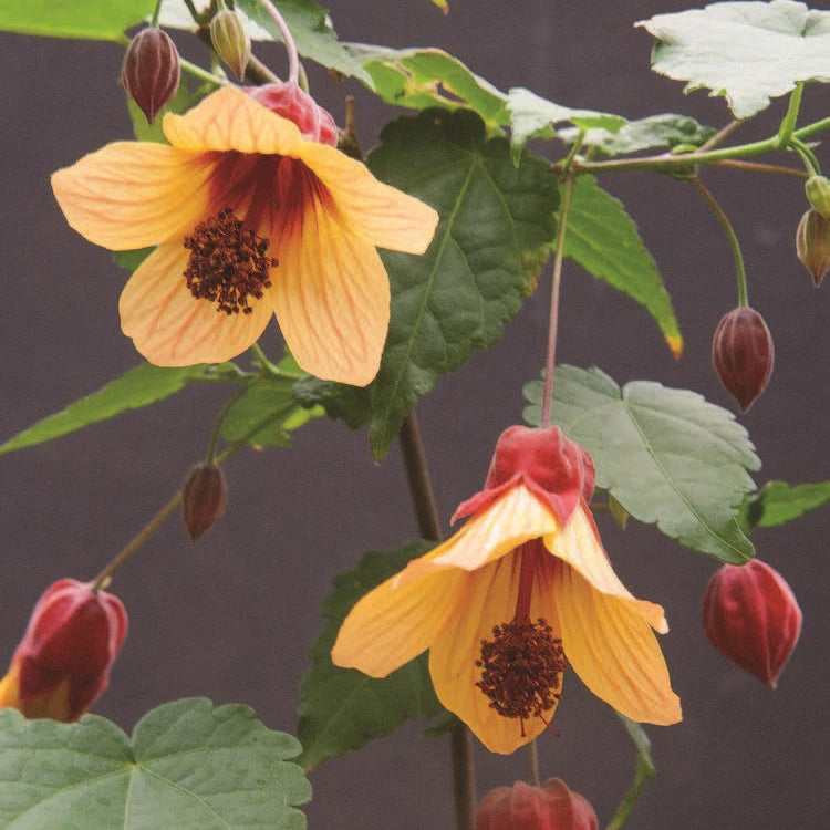 Abutilon ‘Star Sprite’