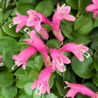 Pink Lipstick Plant Thai Pink plant for sale
