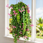 Pink Lipstick Plant Thai Pink for sale