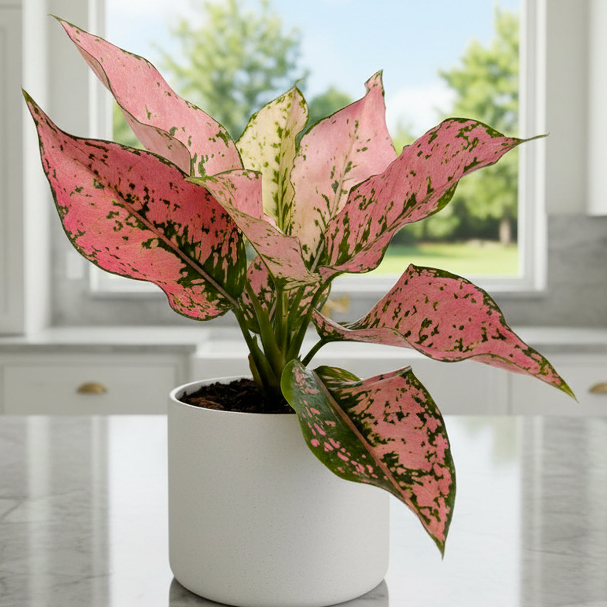 Aglaonema Triphet aroid houseplant for sale