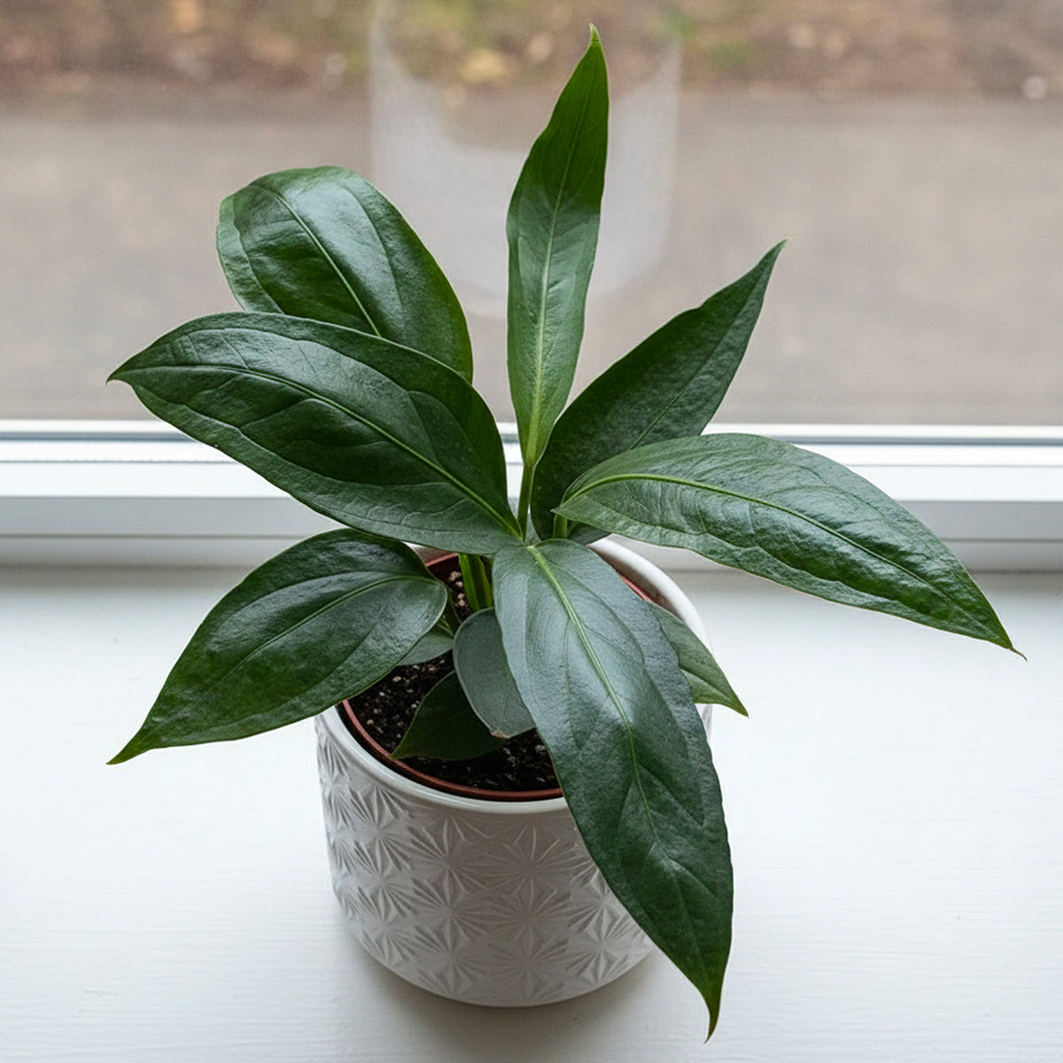 Anthurium 'Big Bill' rare aroid plant for sale