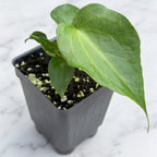 Anthurium ‘clarinervium x pedatoradiatum’ 2.5" pot