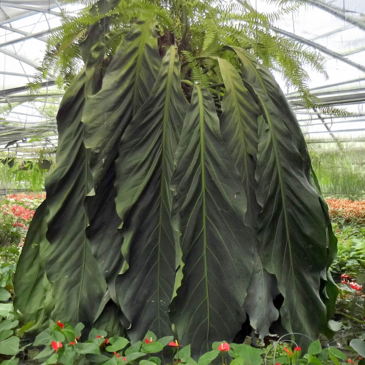 Anthurium Big Bill plant for sale