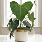 Anthurium ‘clarinervium x pedatoradiatum’ rare aroid plant for sale