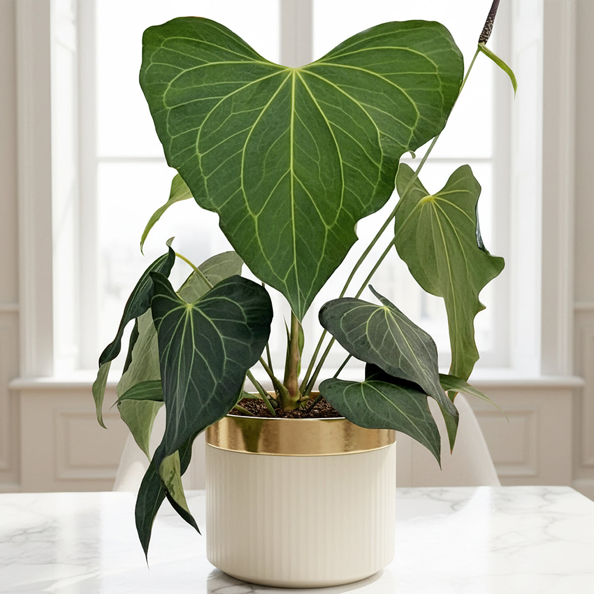 Anthurium ‘clarinervium x pedatoradiatum’ rare aroid plant for sale
