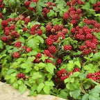 Arctic Raspberry plants for sale