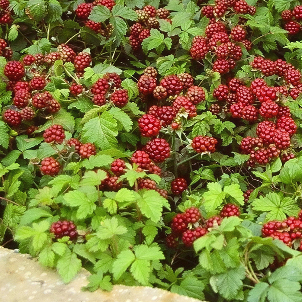 Arctic Raspberry plants for sale