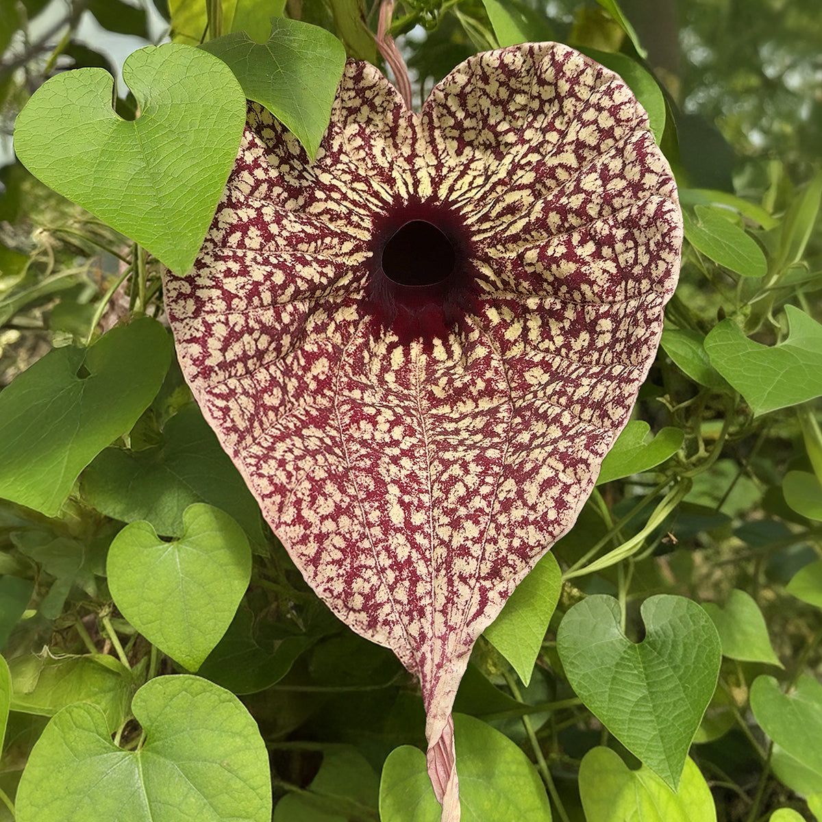 Aristolochia grandiflora plant for sale