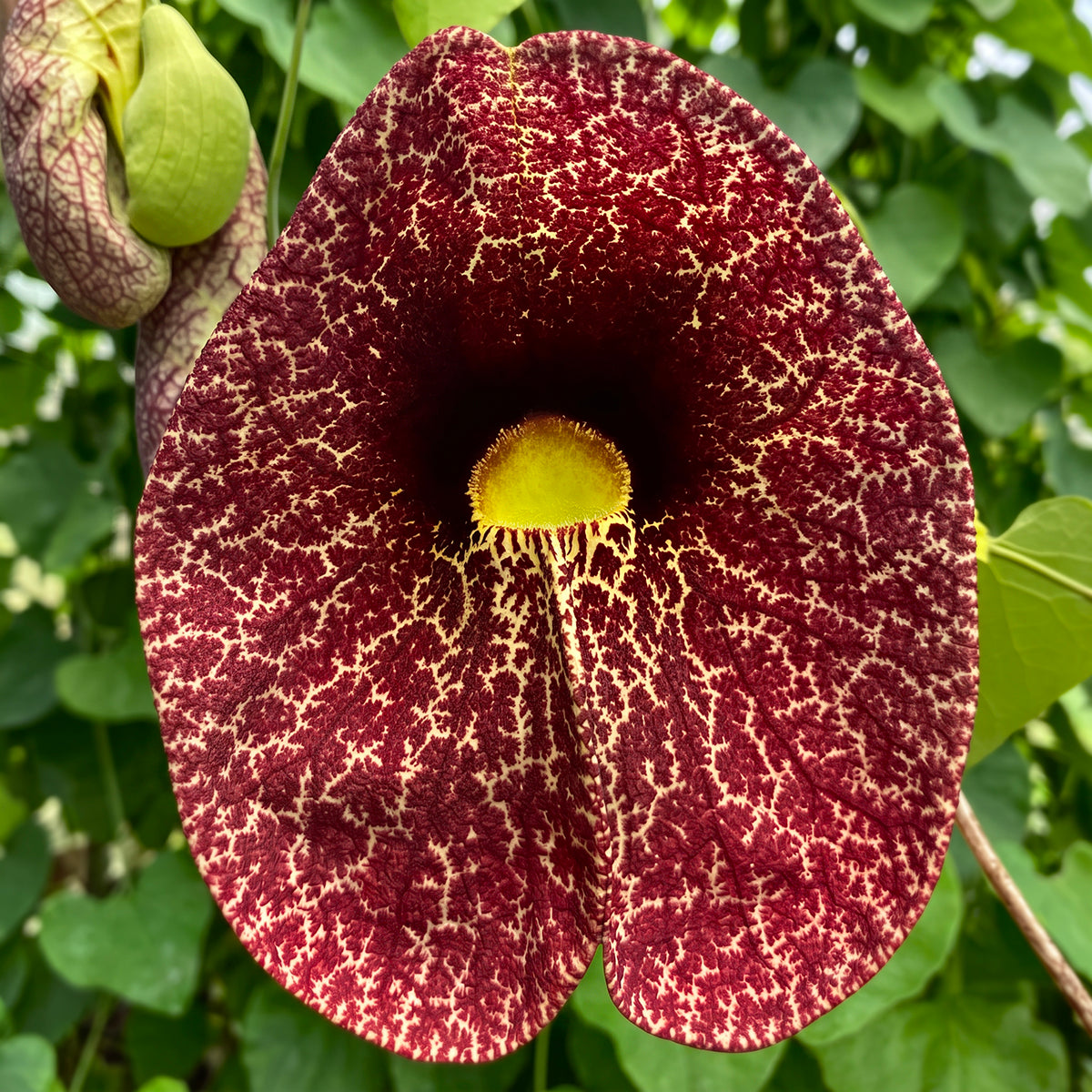 Pelican Flower (Aristolochia gigantea)