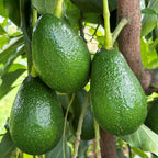 Avocado Tree 'Little Cado' for sale