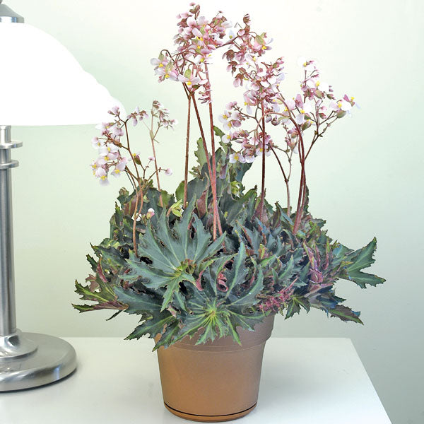 Begonia ‘Flemenco’ (Begonia rhizomatous hybrid)