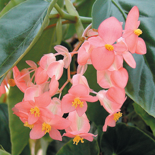 Begonia ‘Honeysuckle’ (Begonia fibrous hybrid)