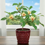Banana Shrub magnolia plant for sale