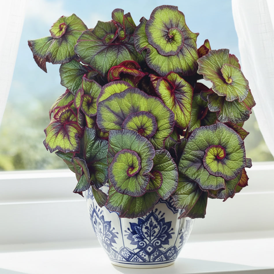 Begonia curly fireflush rex