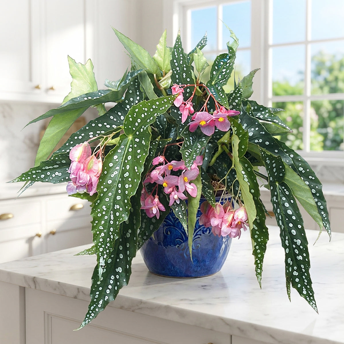 Angel Wing Begonia ‘My Special Angel’ plant for sale