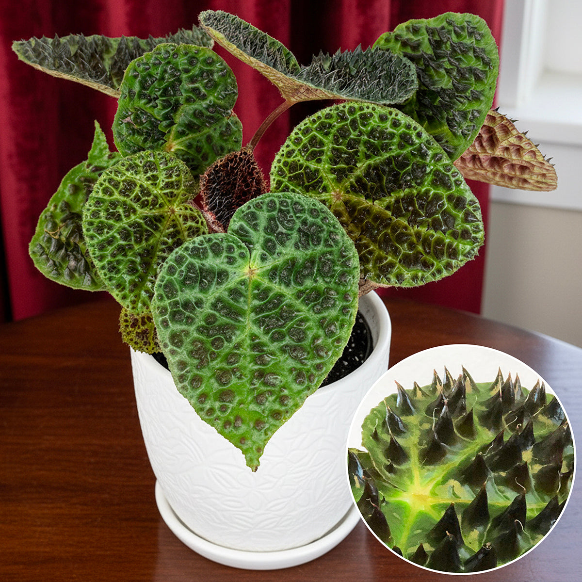Begonia ferox plant for sale