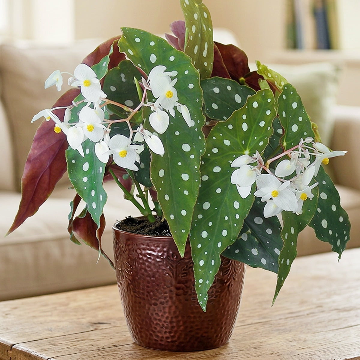 Begonia ‘Wightii’ plant for sale