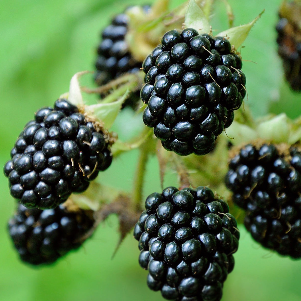 Blackberry Black Satin edible fruit plant for sale