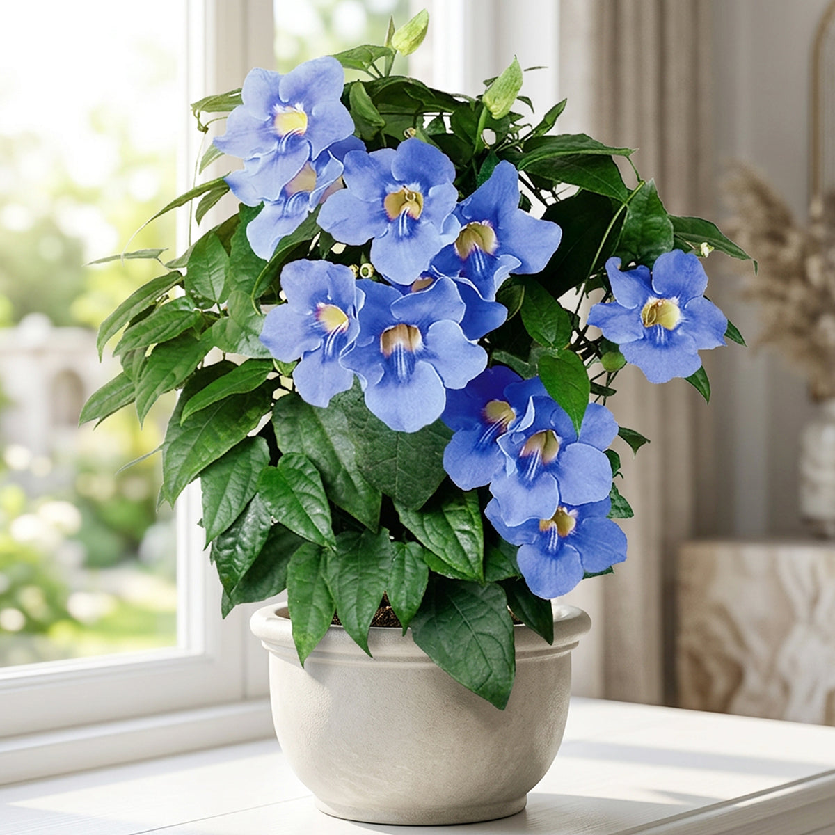 Blue Skyflower Thunbergia plant for sale