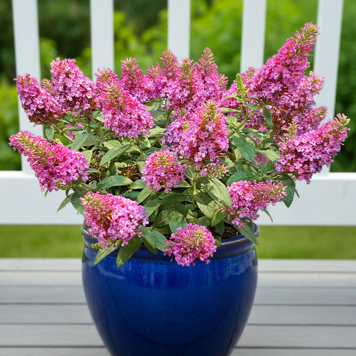 Butterfly Bush 'Little Rockstars Red' PP (Buddleia davidii hybrid)