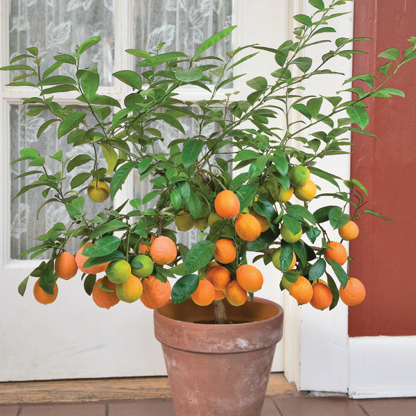 Tahitian Orange Tree (Citrus x limonia ‘Otaheite’)